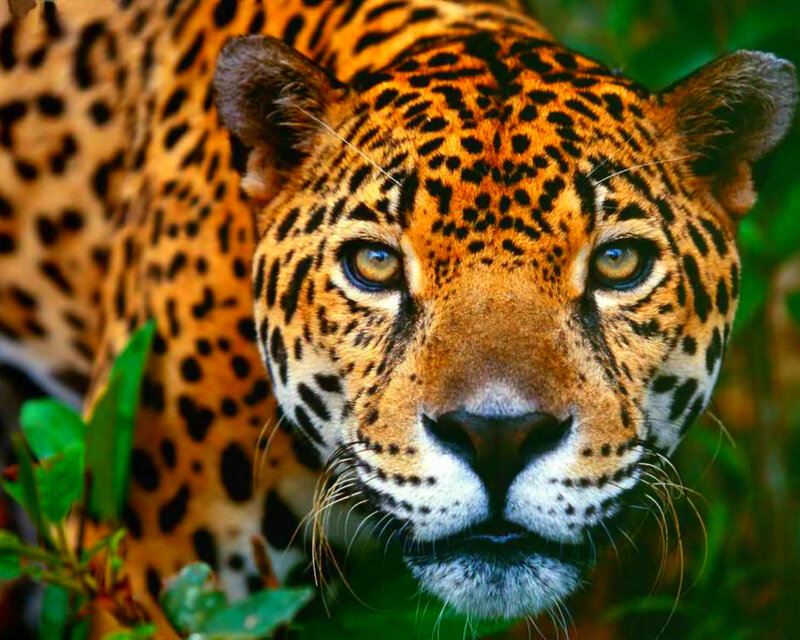 Jaguar in Jungle — Orange