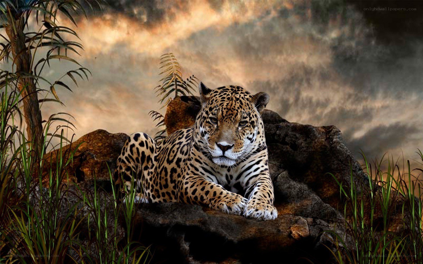 Jaguar in jungle setting