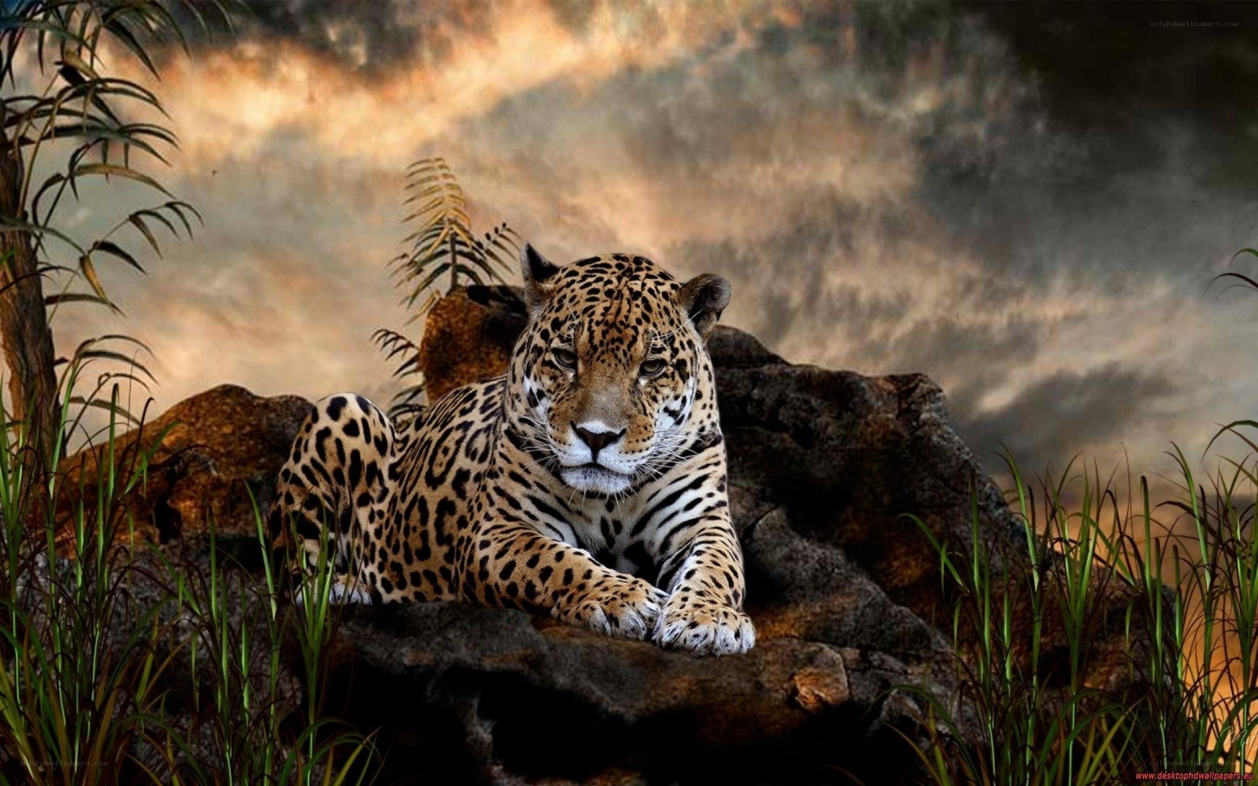 Jaguar in jungle setting