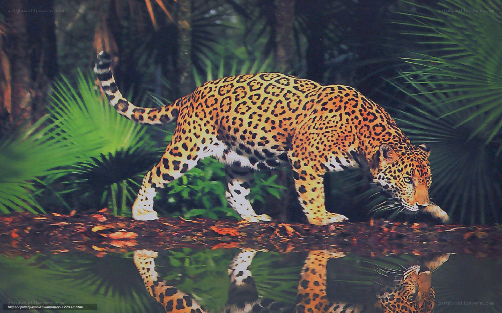 Jaguar in jungle water