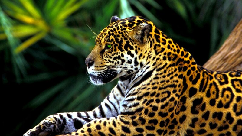 Jaguar in Jungle — Yellow