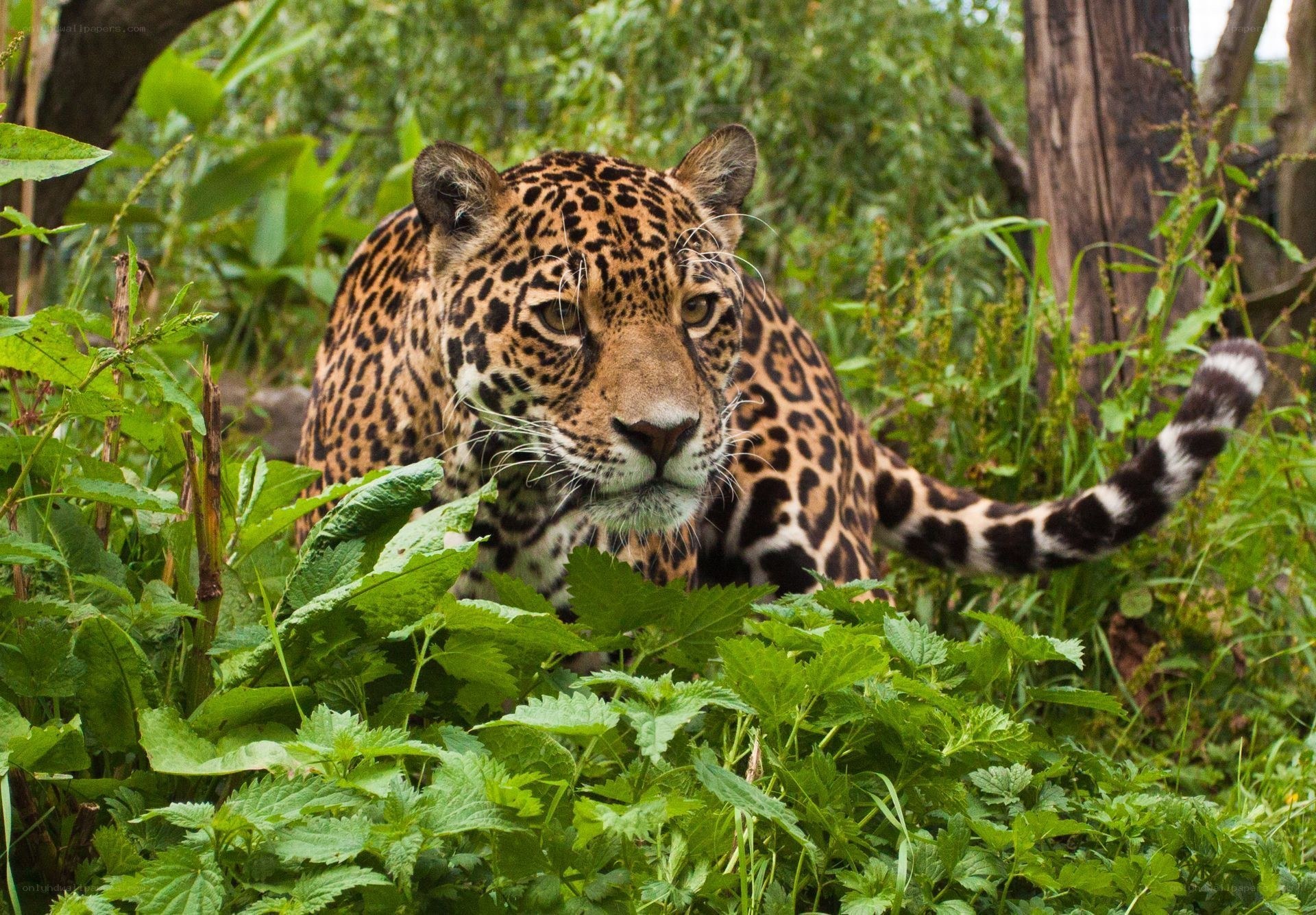 Jaguar in lush green foliage