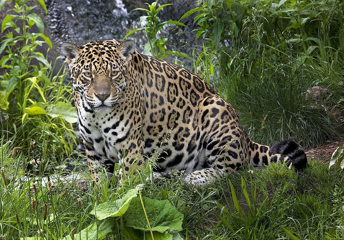 Jaguar in lush greenery