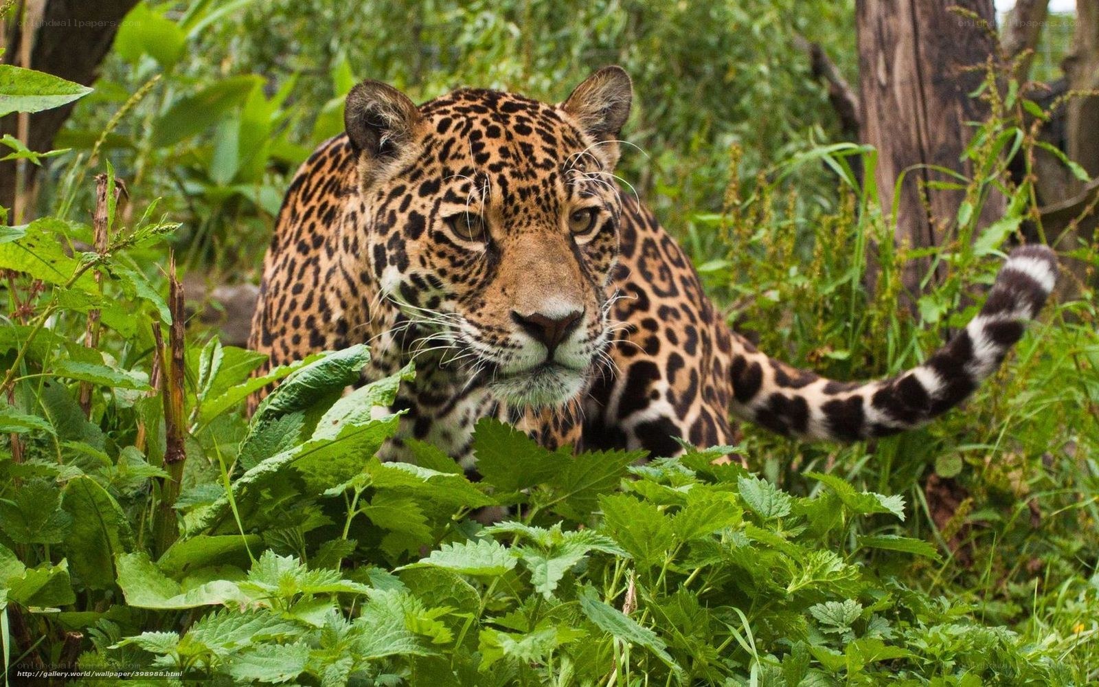 Jaguar in lush greenery