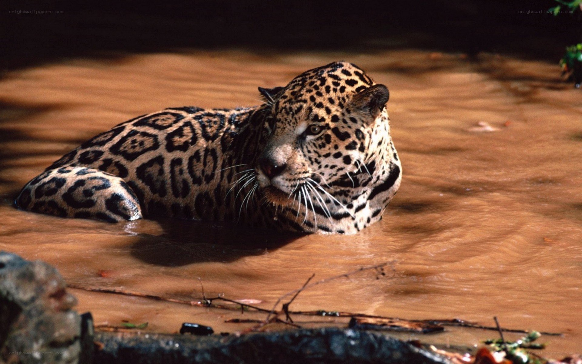 Jaguar in muddy water