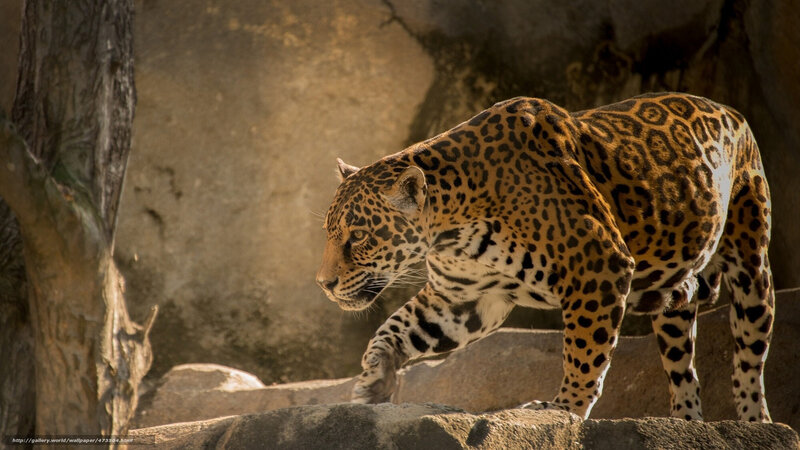 Jaguar in natural habitat