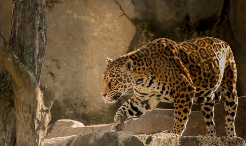 Jaguar in natural habitat