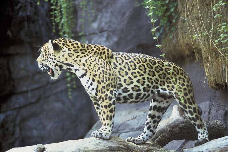 Jaguar in natural habitat