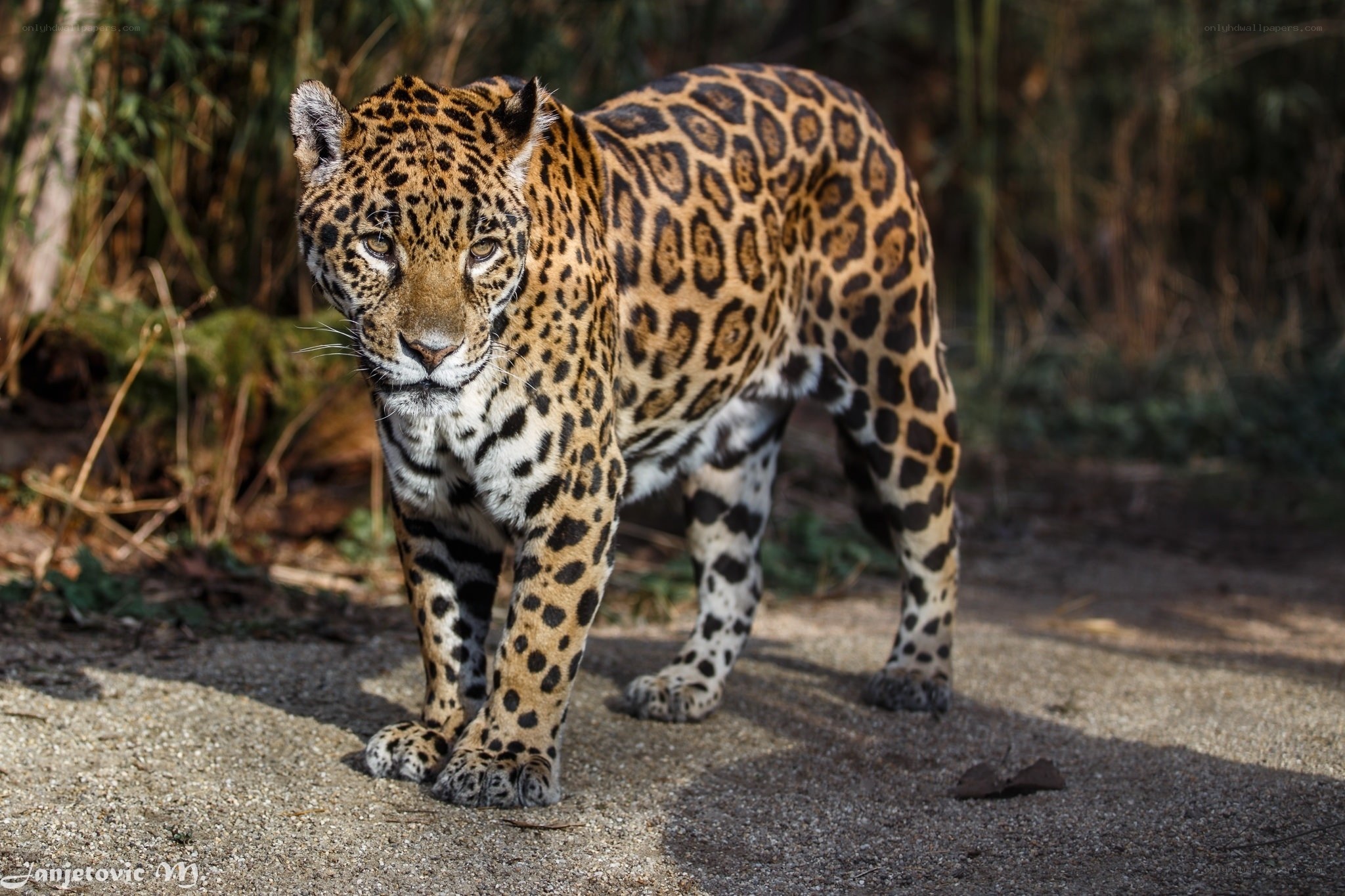 Jaguar in natural habitat