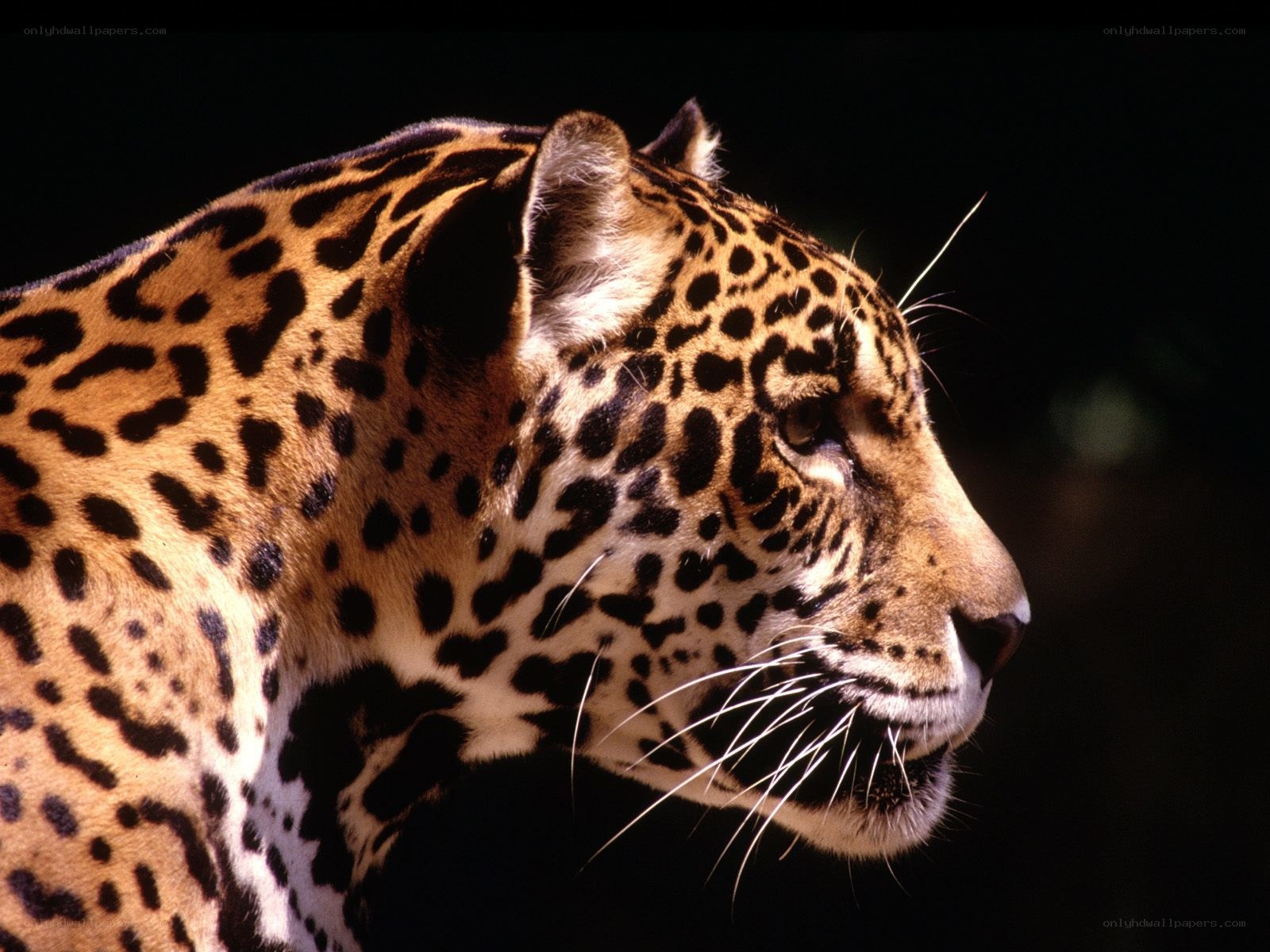 Jaguar in profile