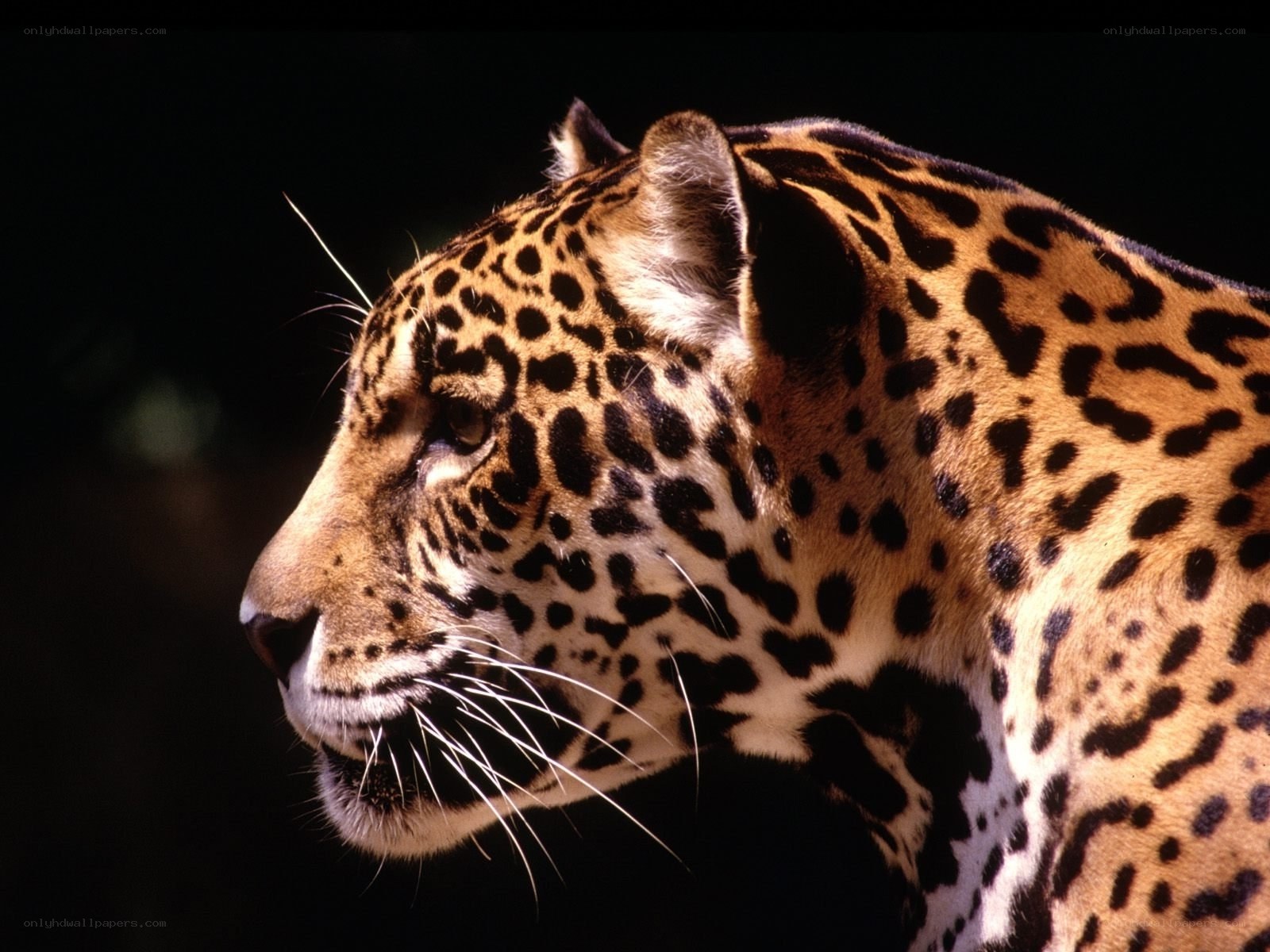 Jaguar in profile