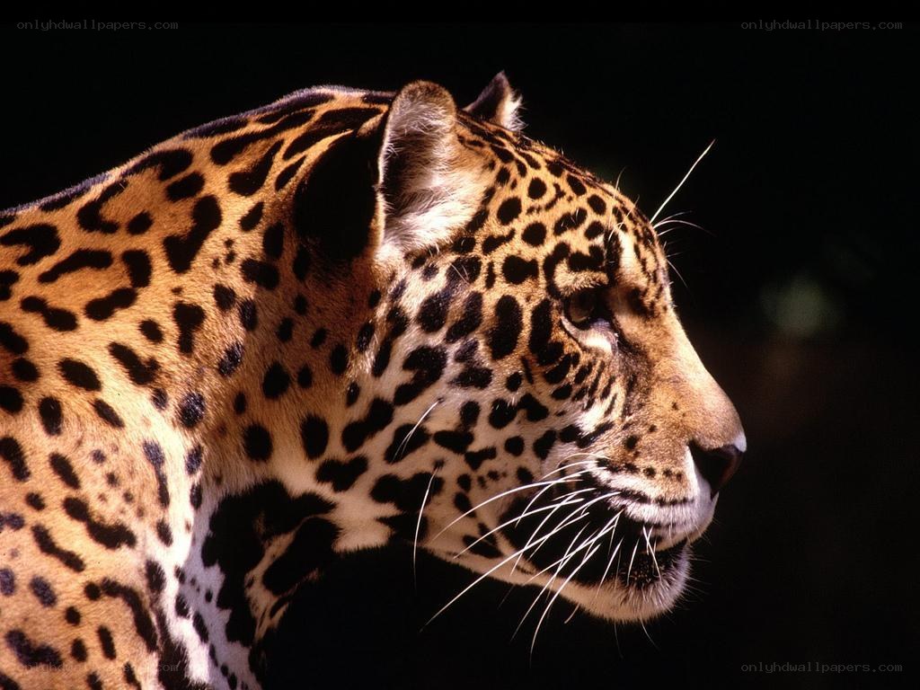 Jaguar in profile