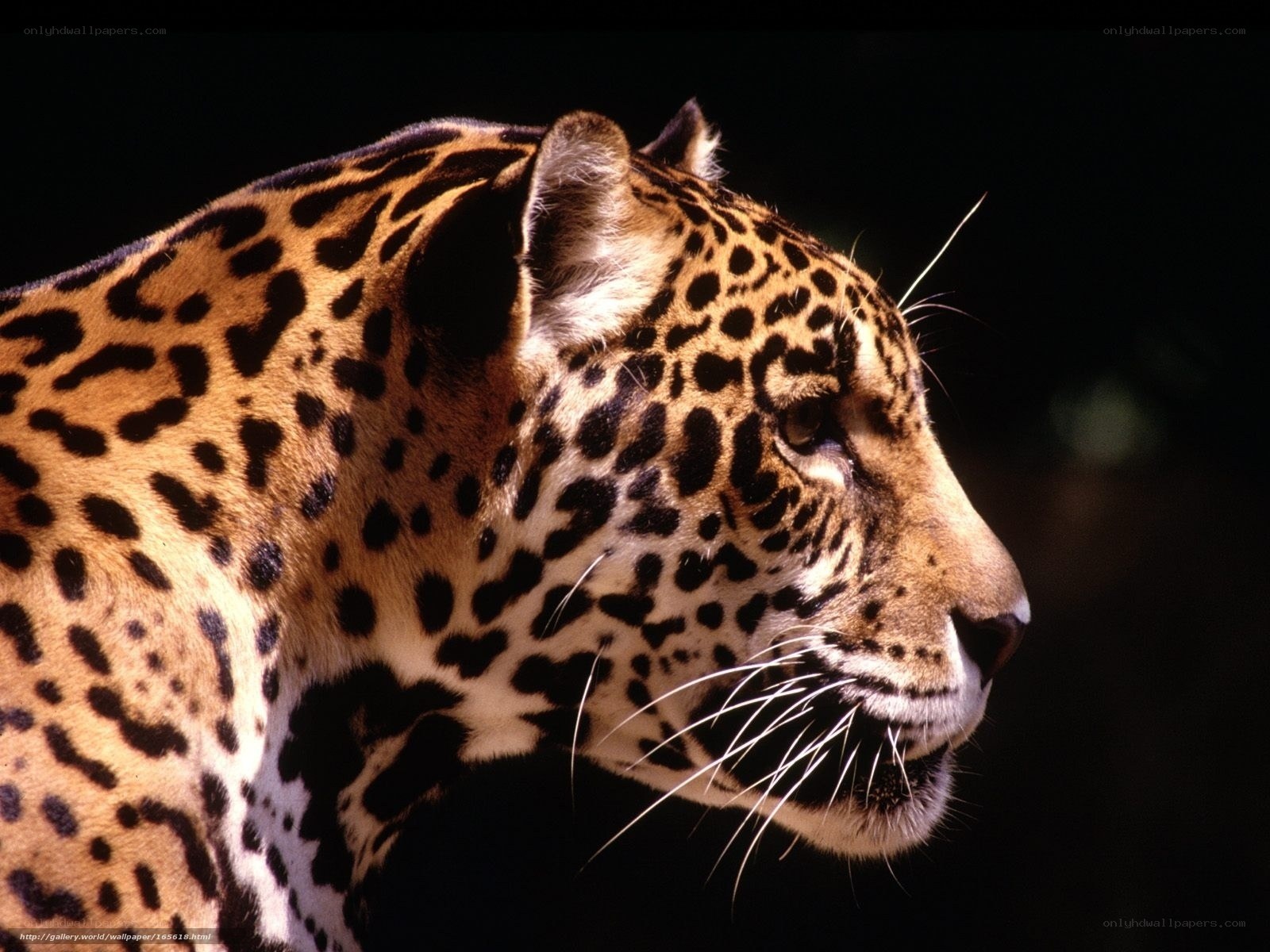 Jaguar in profile