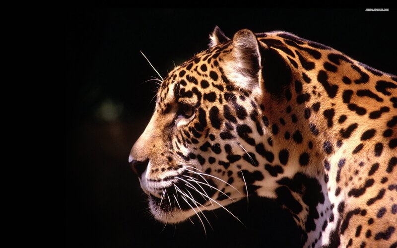 Jaguar in profile