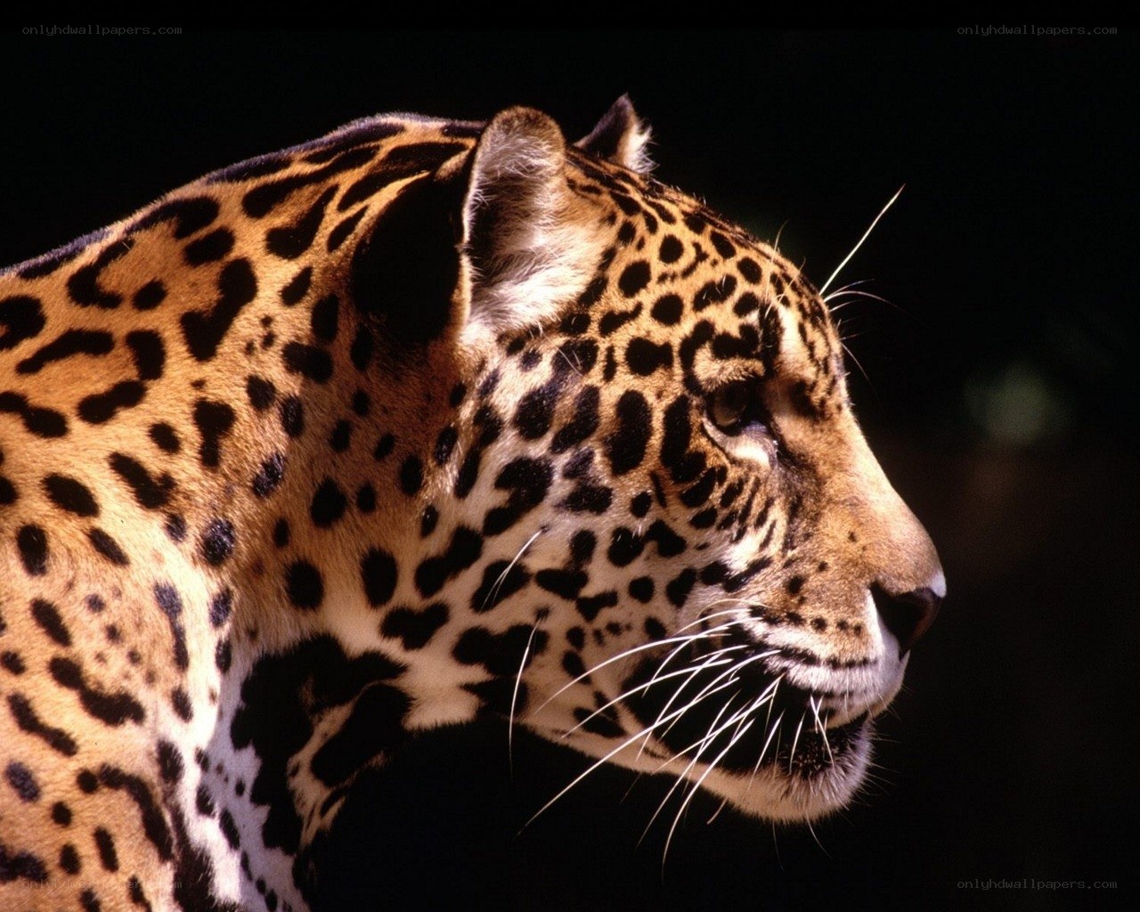 Jaguar in profile