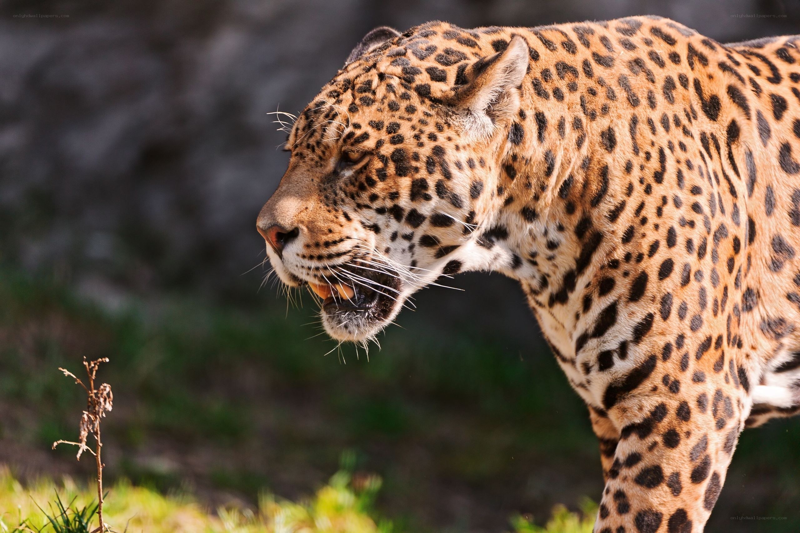 Jaguar in profile