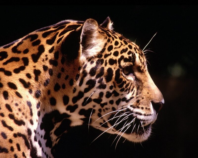 Jaguar in Profile — Black, Dramatic, Photograph, Spots