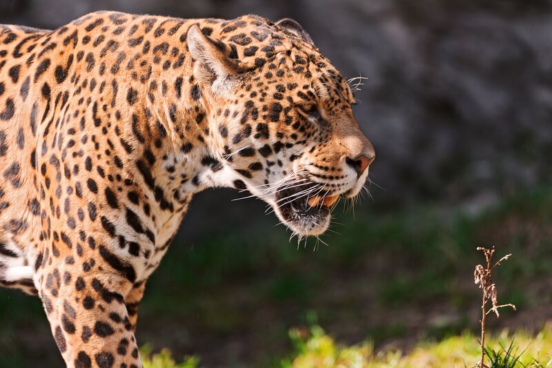 Jaguar in Profile — Brown, Alert