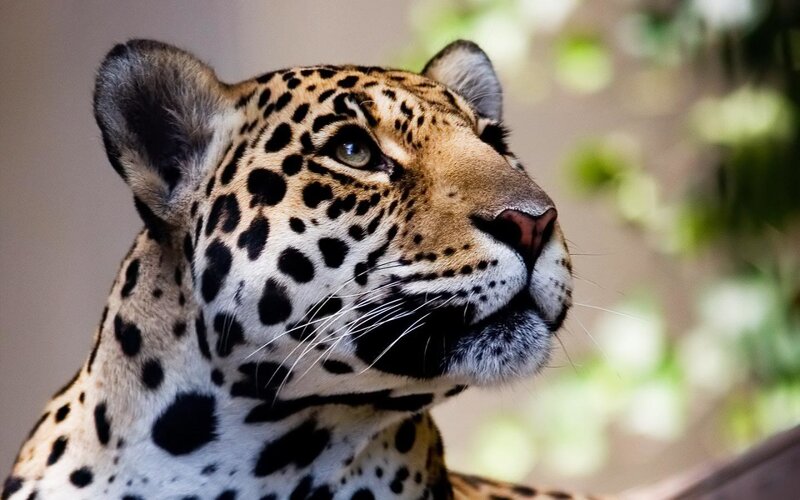 Jaguar in Profile — Brown, Calm