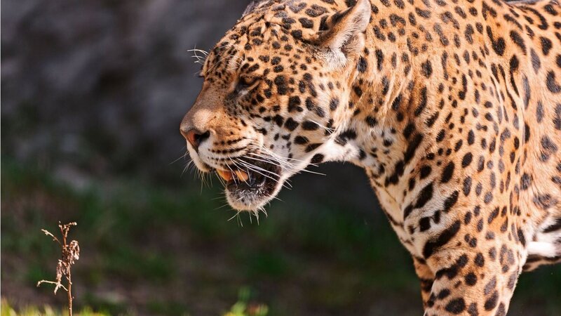 Jaguar in Profile — Brown, Intense, Afternoon