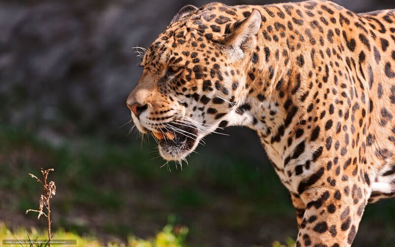 Jaguar in Profile — Brown, Intense