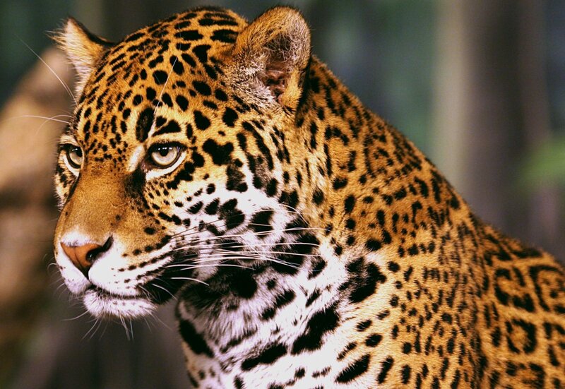 Jaguar in Profile — Brown