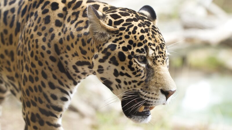 Jaguar in Profile — Tan