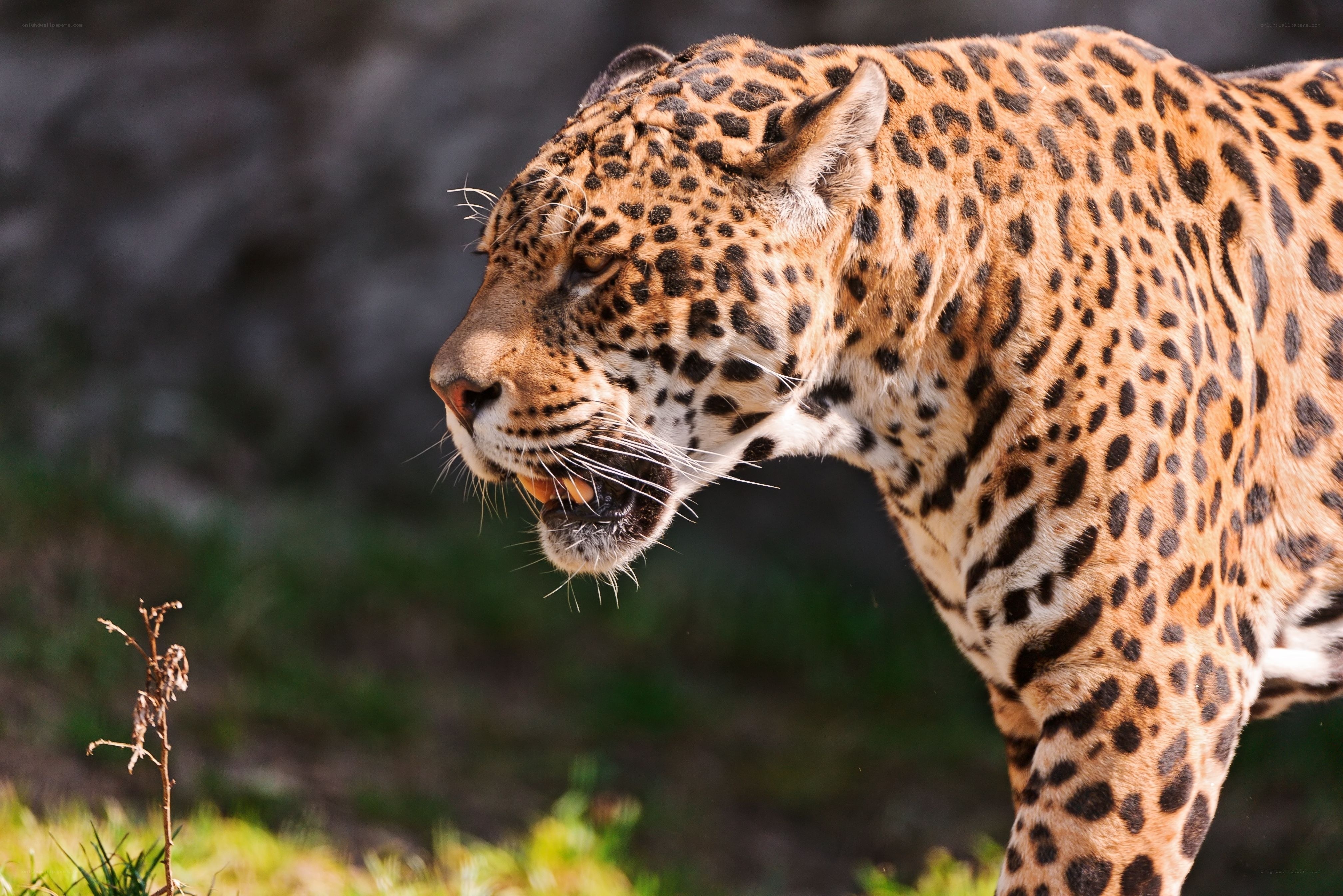 Jaguar in profile with open mouth
