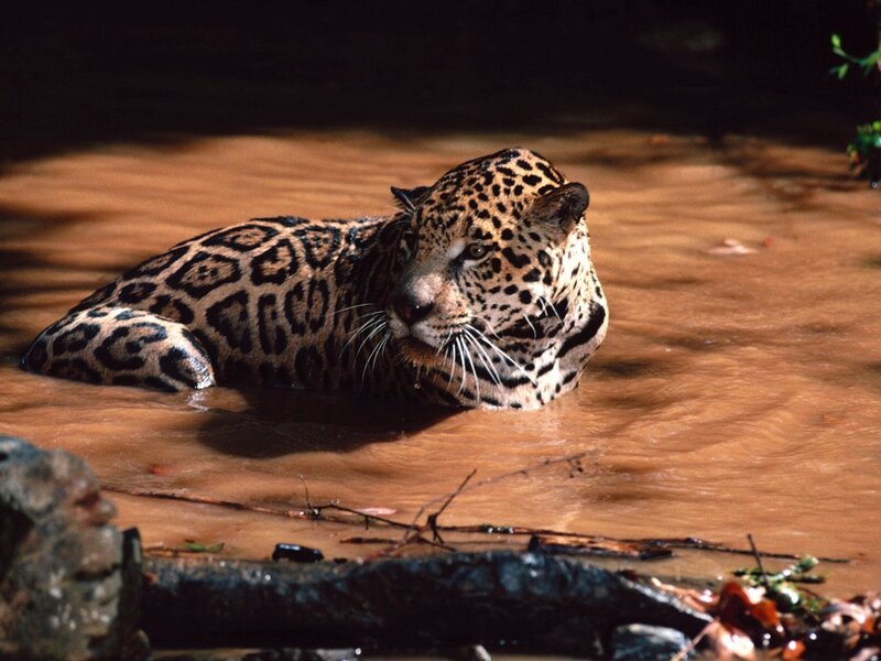 Jaguar in River — Brown