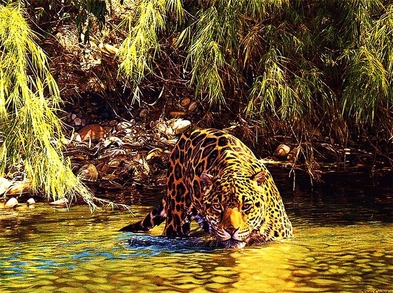 Jaguar in River