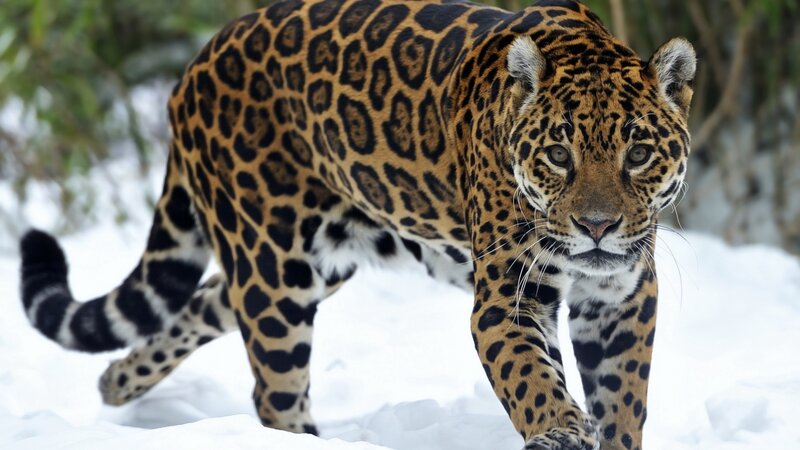 Jaguar in Snow