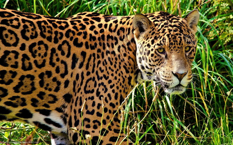 Jaguar in Tall Grass — Brown