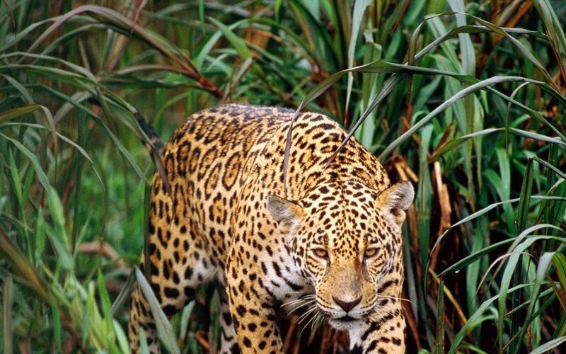 Jaguar in Tall Grass — Green, Alert, Photograph