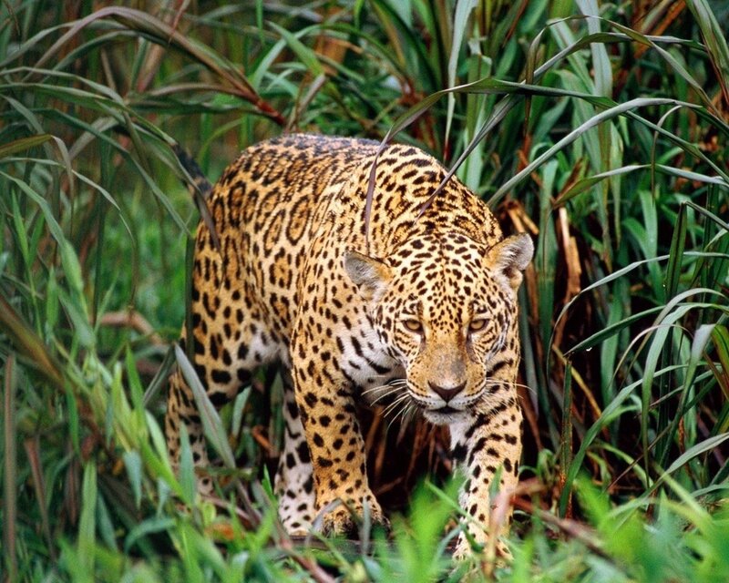 Jaguar in Tall Grass — Green, Alert