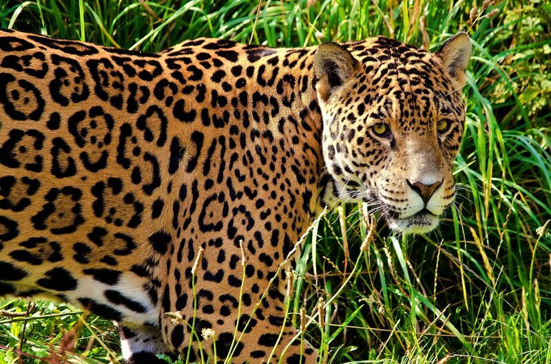 Jaguar in tall grass