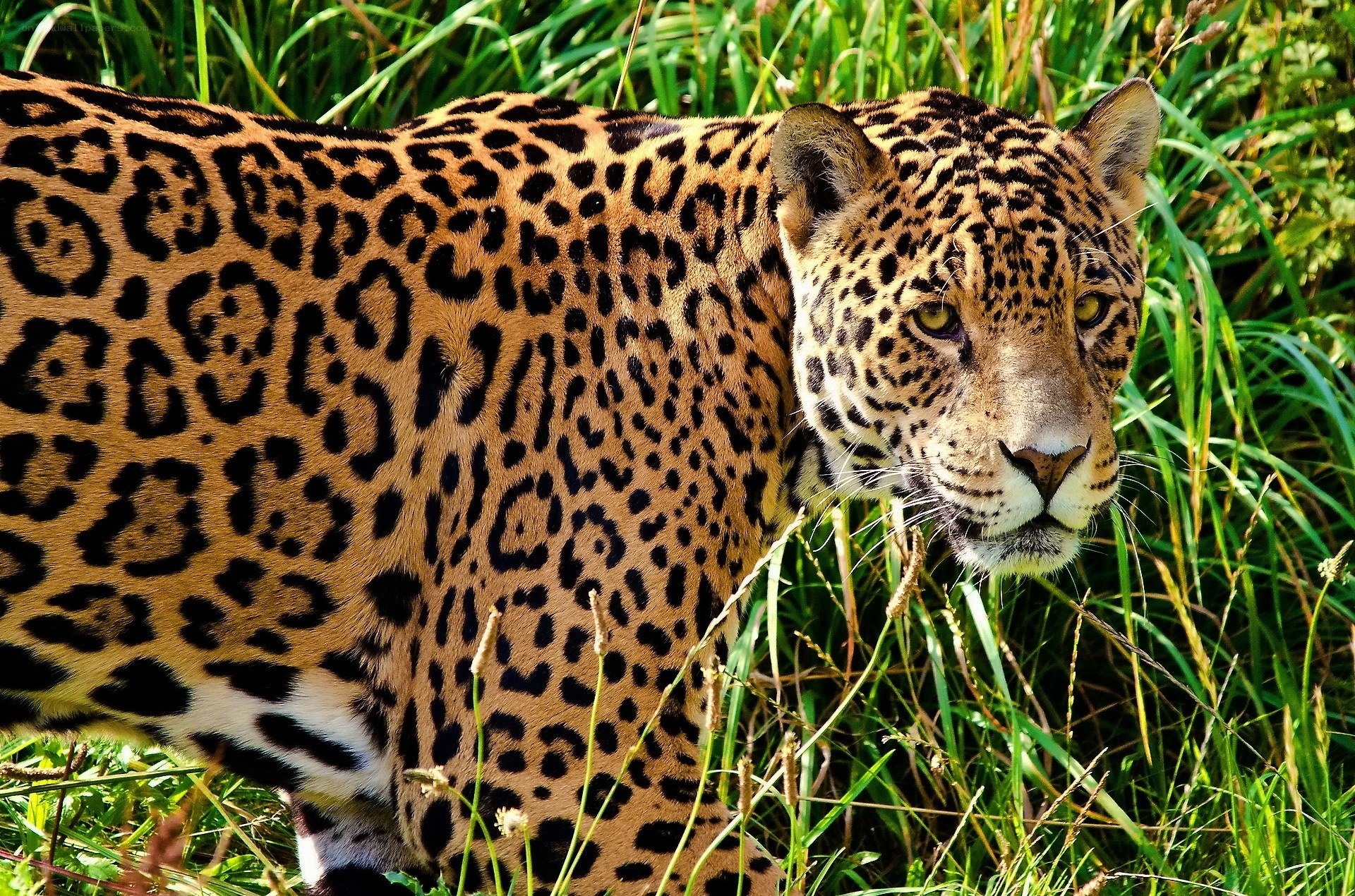 Jaguar in tall grass