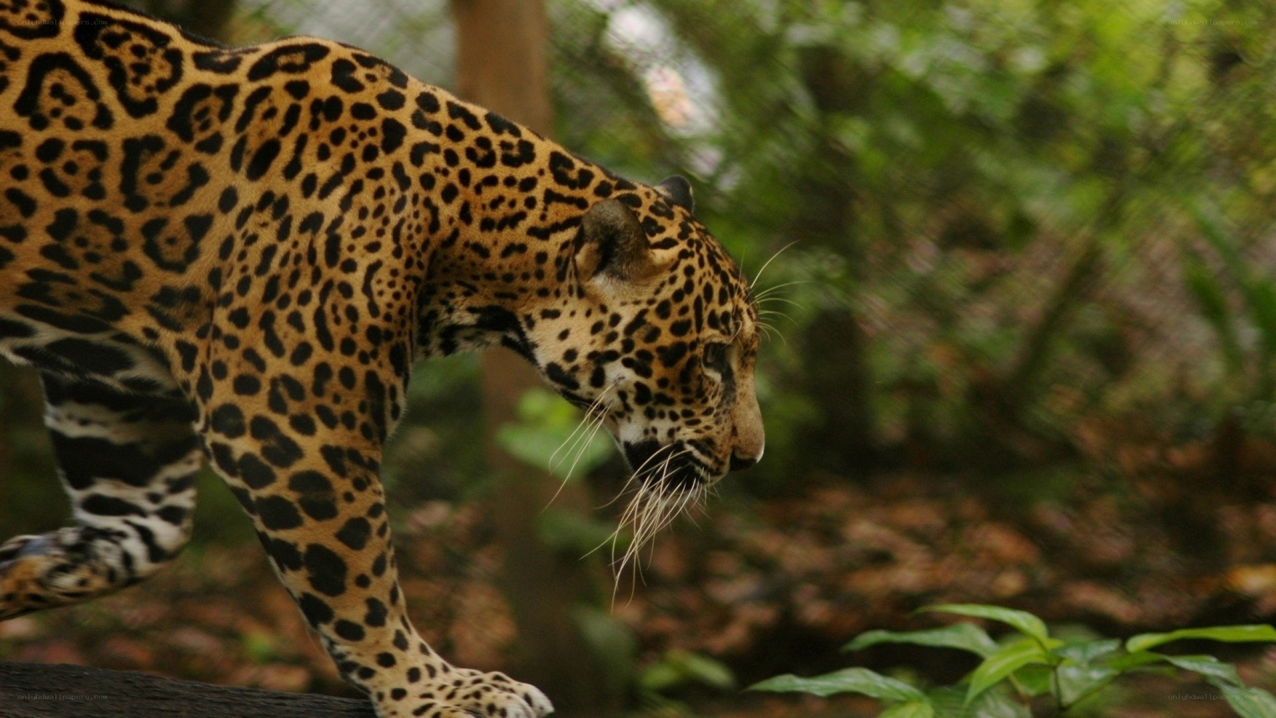 Jaguar in the forest