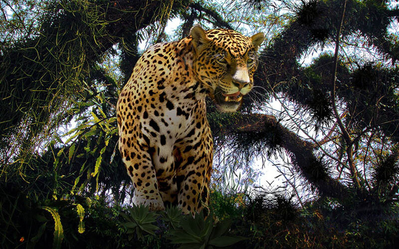 Jaguar in the forest