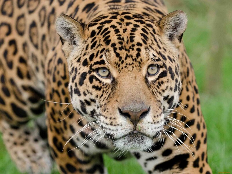 Jaguar in the grass