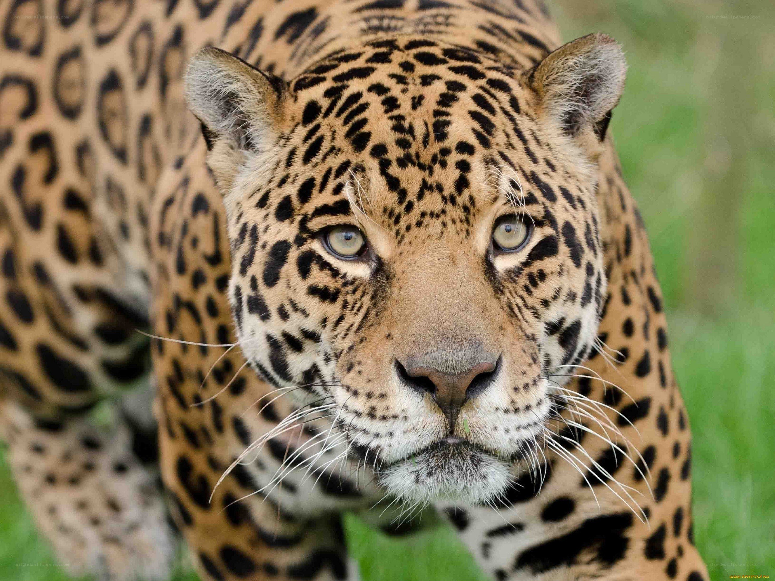 Jaguar in the grass
