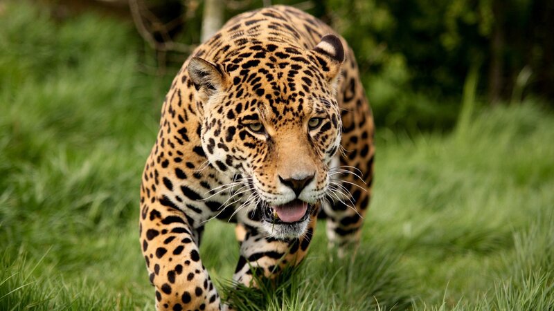 Jaguar in the grass