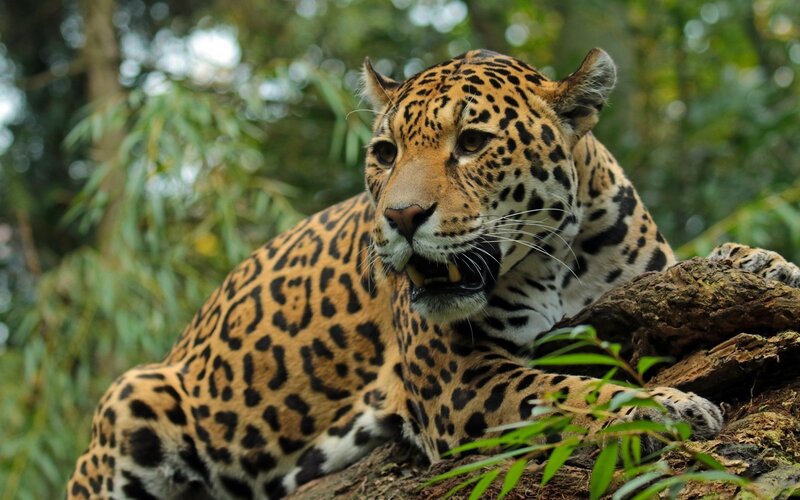 Jaguar in the jungle