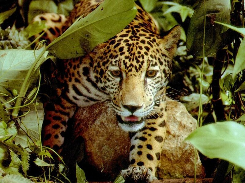 Jaguar in the jungle