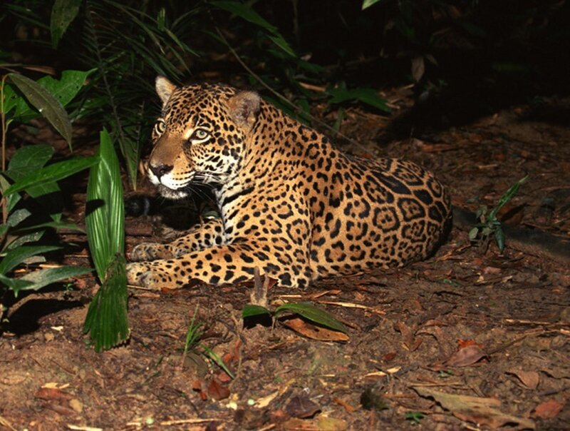Jaguar in the jungle