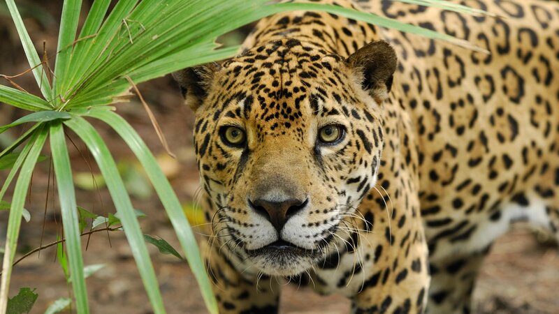 Jaguar in the jungle