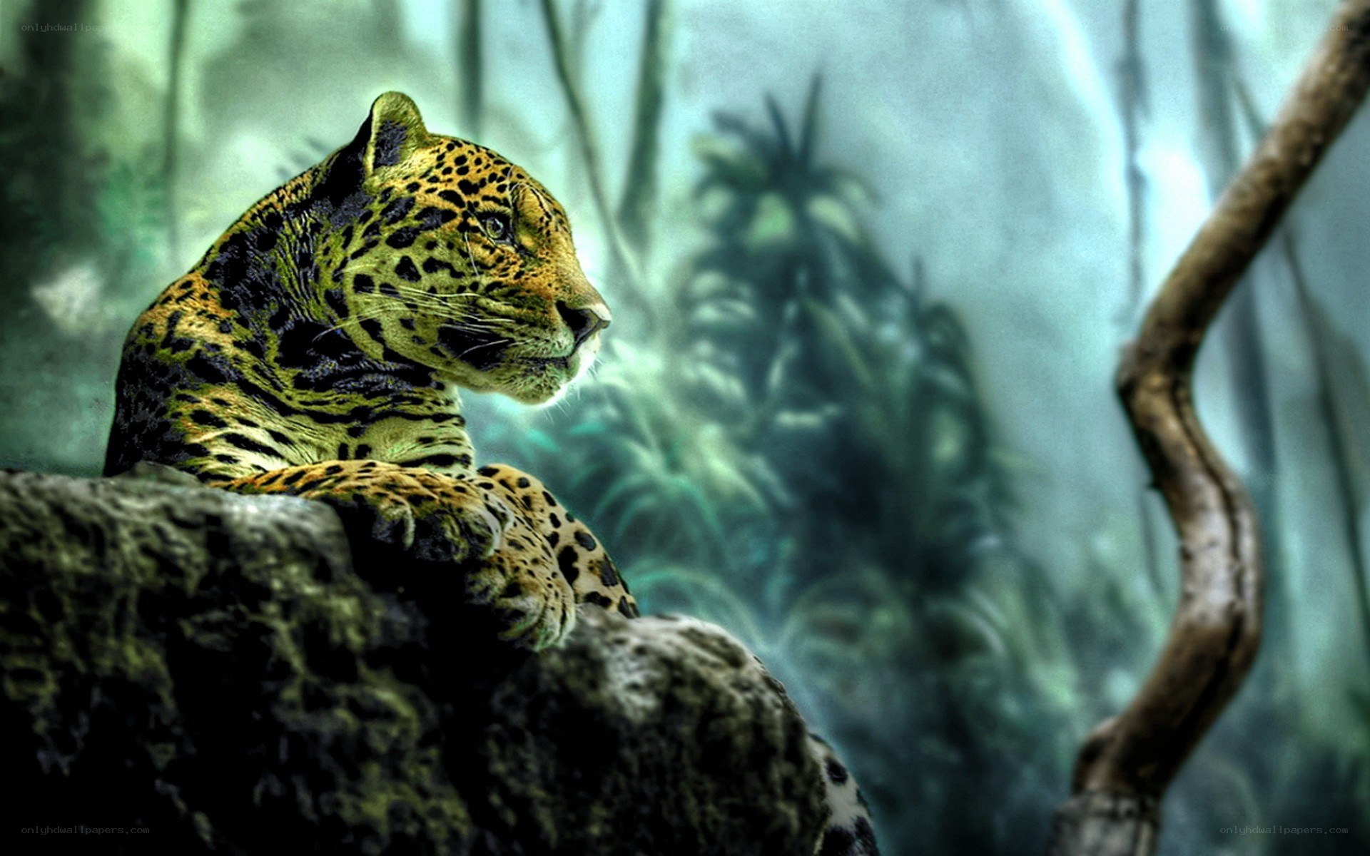 Jaguar in the jungle