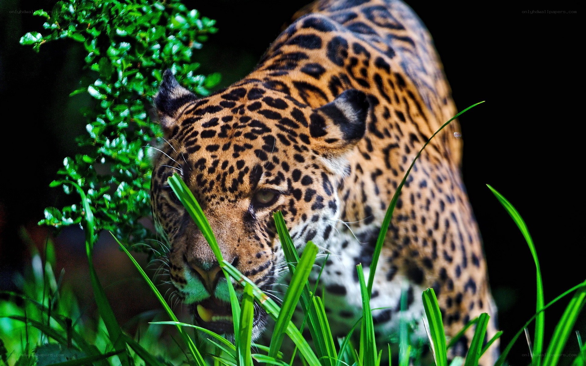 Jaguar in the jungle