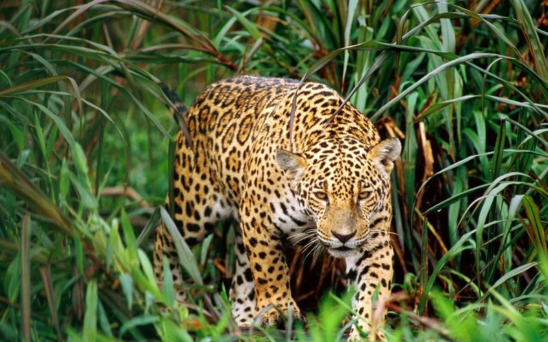 Jaguar in the jungle