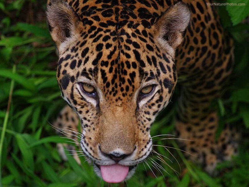 Jaguar in the jungle