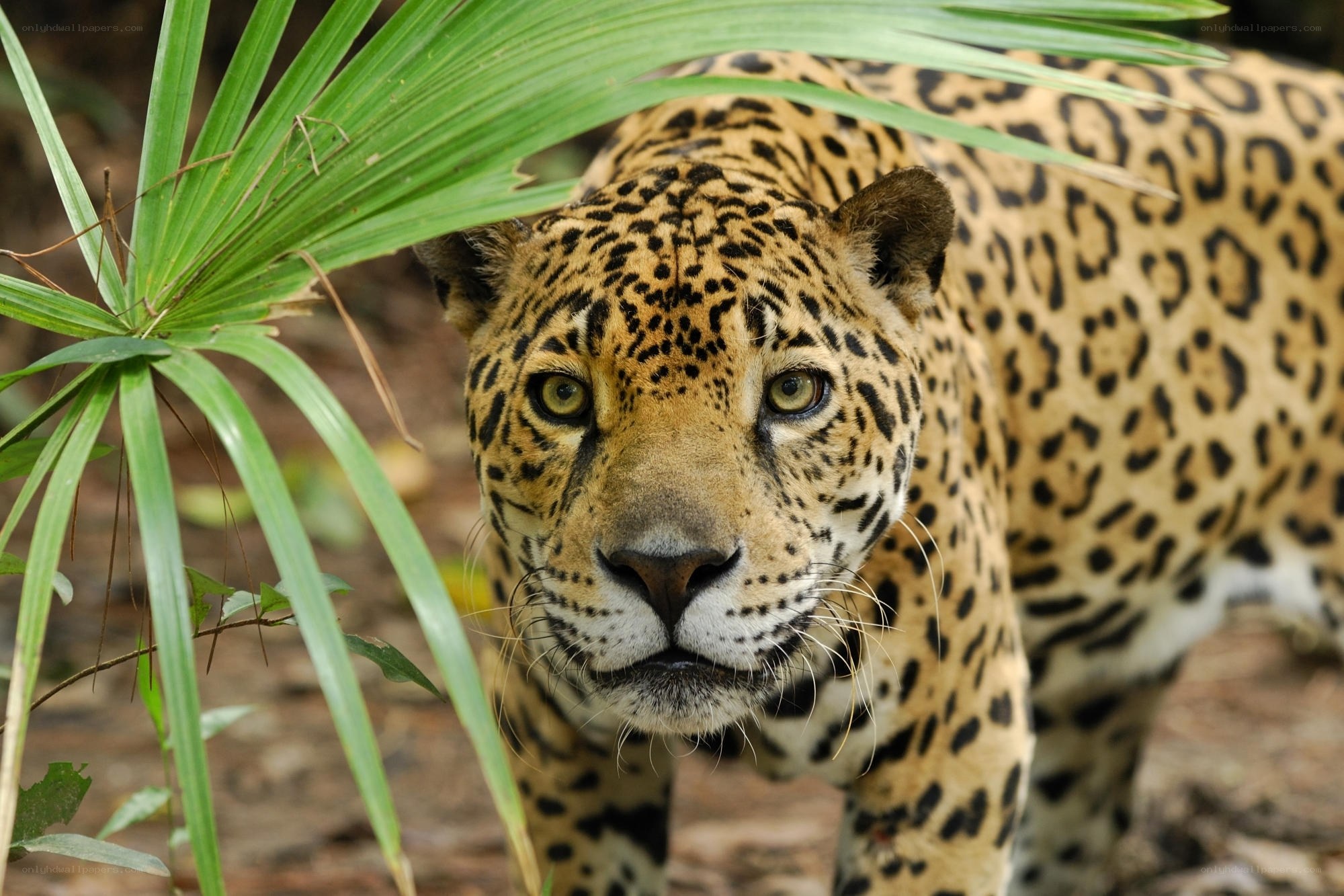 Jaguar in the jungle